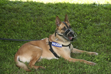 slika s slovesnosti ob dnevu policije v Gotenici, 2008, policijski pes