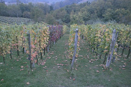 slika vinograda