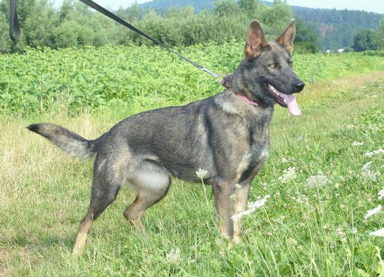 AJDA 754