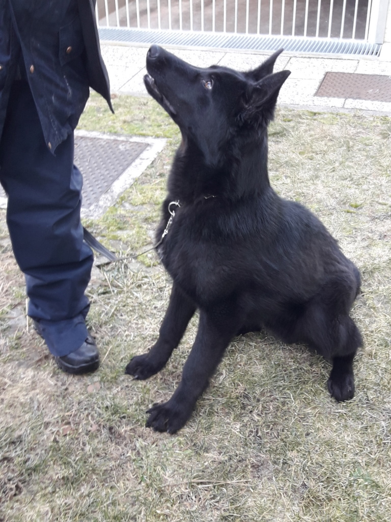 Prodaja Loki
