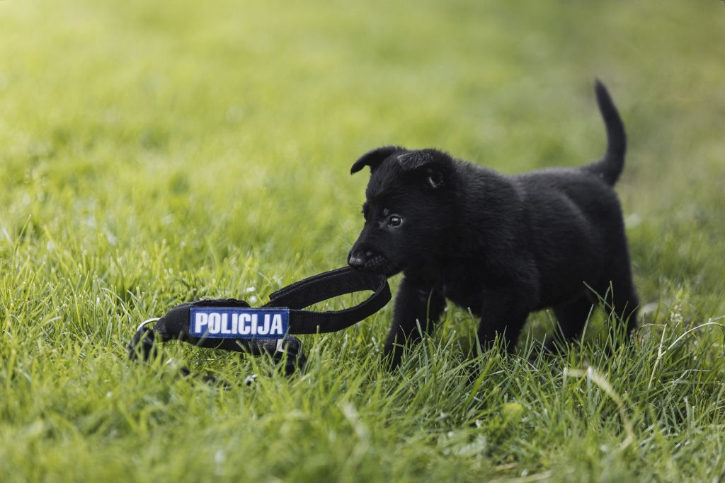 ILA7503 policijski pasji mladic
