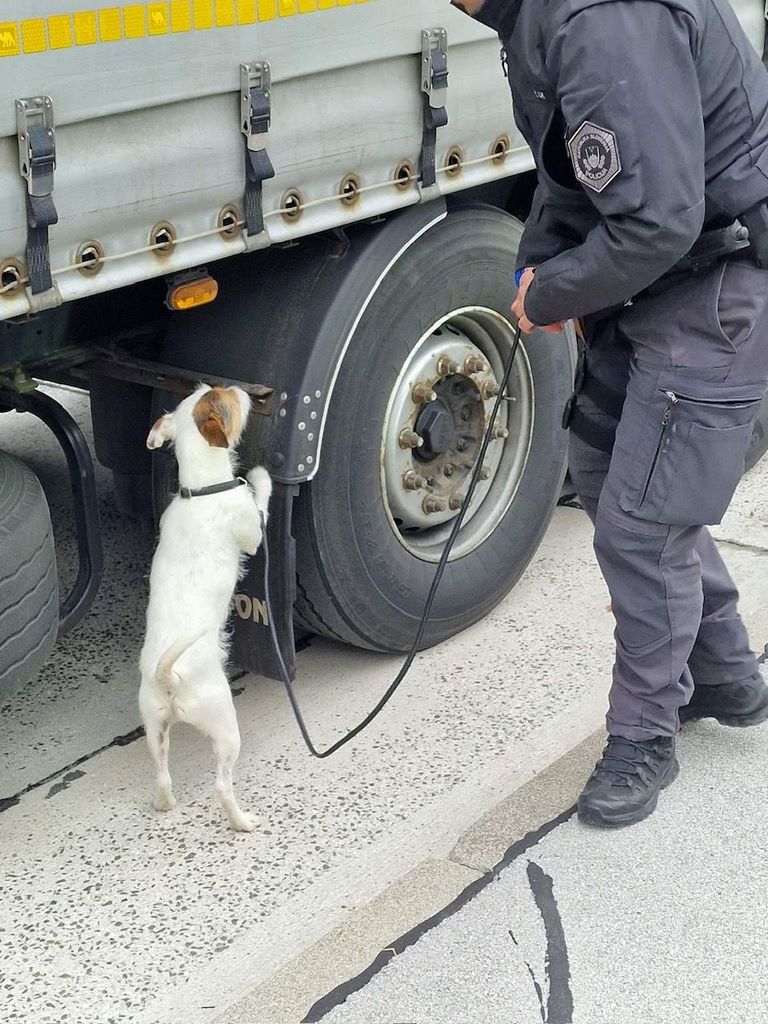 Policist in službeni pes opravljata nadzor