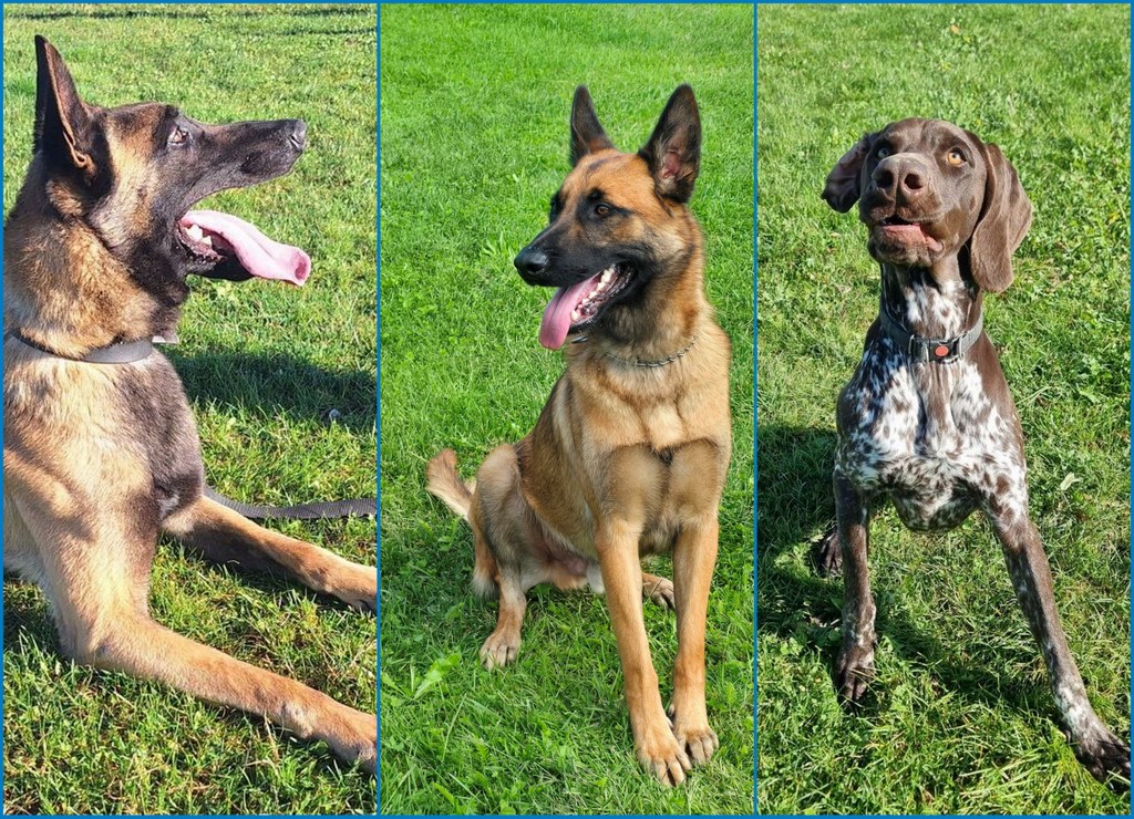 Trije psi, Ran, Max in Orkan 