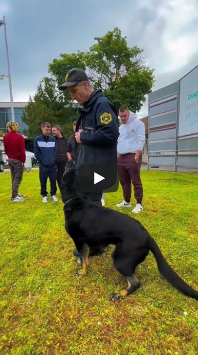 Izsek iz videa, ki prikazuje policista vodnika s tremi službenimi psi