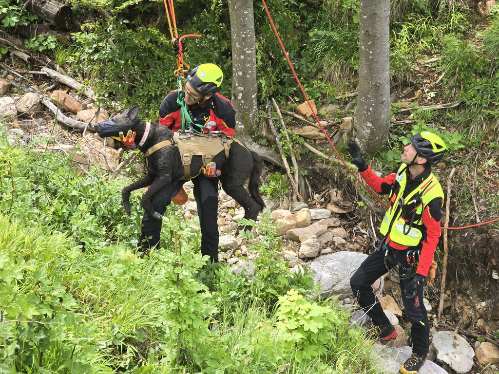 The rescuer places the dog on a stretcher
