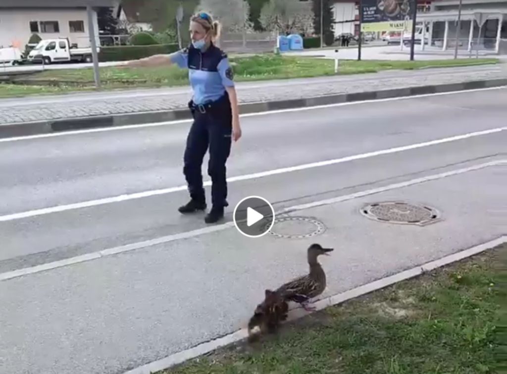 racke1 velenjska policistka ustavlja promet