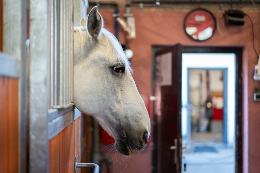 Policijski konj v hlevu