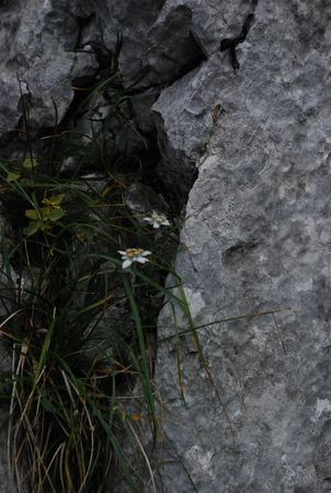 080822-PPPodlehnikNaTriglav04