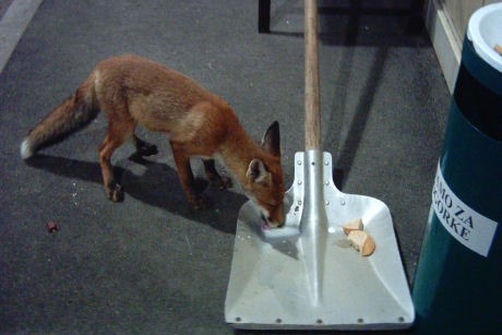 070709-NocniObisk_MPGibina01-m