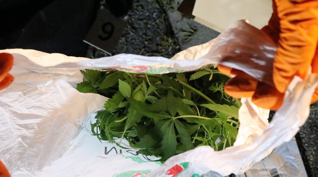 Foto konoplja7