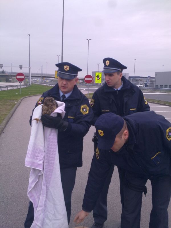 kanja obrezje
