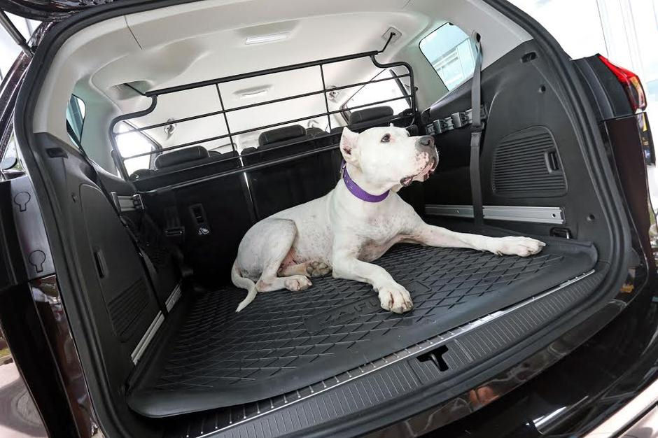 picture of a dog in the boot of a vehicle