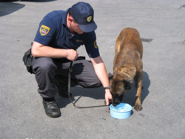 picture of a police dog handler giving water to his dog